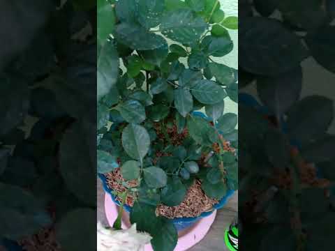 Mini Garden | Devang's Channel