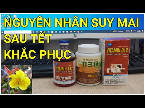 🔴 QBS22119 - TẠI SAO CÂY MAI VÀNG MIỀN BẮC ĐẦU NĂM HAY BỊ CHẾT - LIÊN HỆ MUA PHÂN THUỐC 0942456100