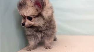 ハーフ犬の動画01