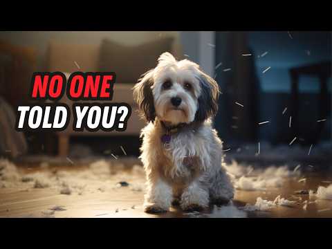 Things nobody tells you about owning a Havanese