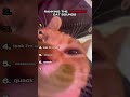 Ranking The Funniest Cat Sounds