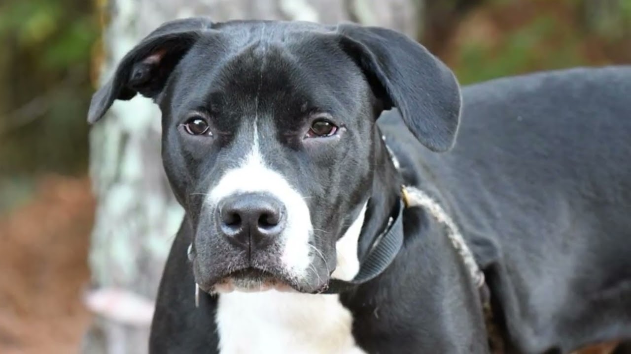 Enlarge McWoof, a Adoptable mixed breed in Monroe, GA video 3/5