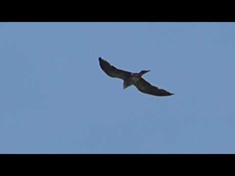 nature in my backyard episode 243 (HD)