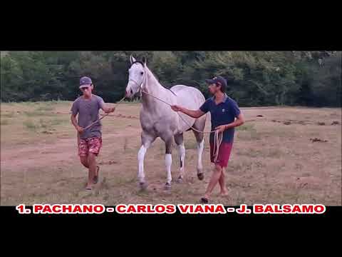 Domingo 16 - Premio Cabaña Los Alecrines - 350mts - SPRINTERS CLASE A