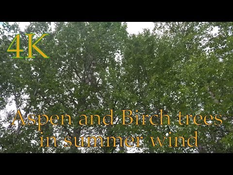 Sound of the summer  🎧  wind blows through aspen and birch forest 4K - NO LOOP