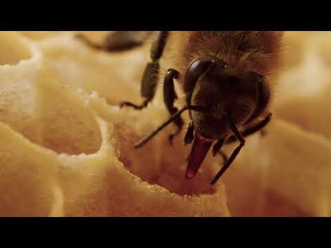 Trailer-Vorschau: Tagebuch einer Biene