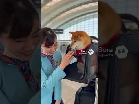 空港で柴犬を見つけたCAさんの反応