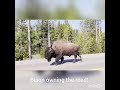 Just another day in a Bison's life !#yellowstone #bison #wildlife #inthewild #animals #goodvibes