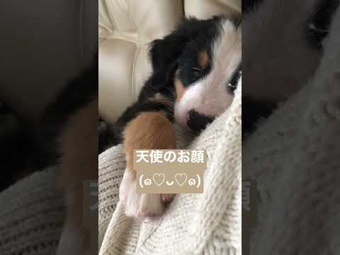 バーニーズ・マウンテン・ドッグ – 大きなサイズのかわいい犬が大好き