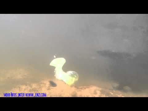 JENZI 2015 - Buttontail Twister| 8.5 cm