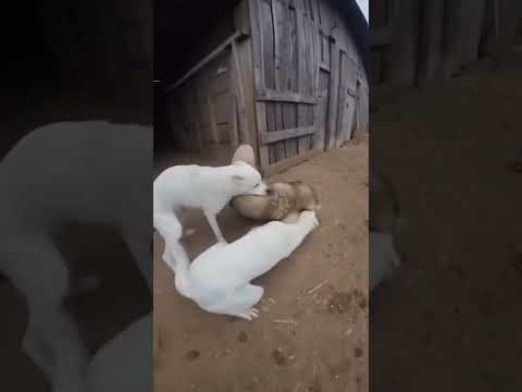 Волк Выскочил из Сарая и Напал на Человека — Два Алабая Спасли Хозяина! Реальная Съёмка