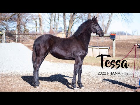 Tessa, 2022 FHANA Friesian Filly by Julius 486