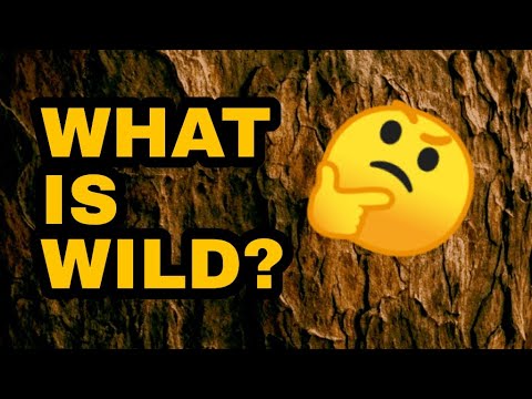 What Is Wild? | Tristan Gooley 'Wild Sign and Star Paths'