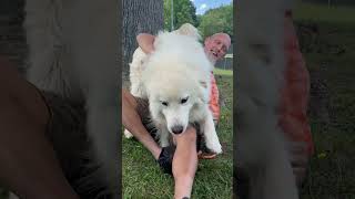 Video preview image #1 Great Pyrenees Puppy For Sale in Thomasville, NC, USA