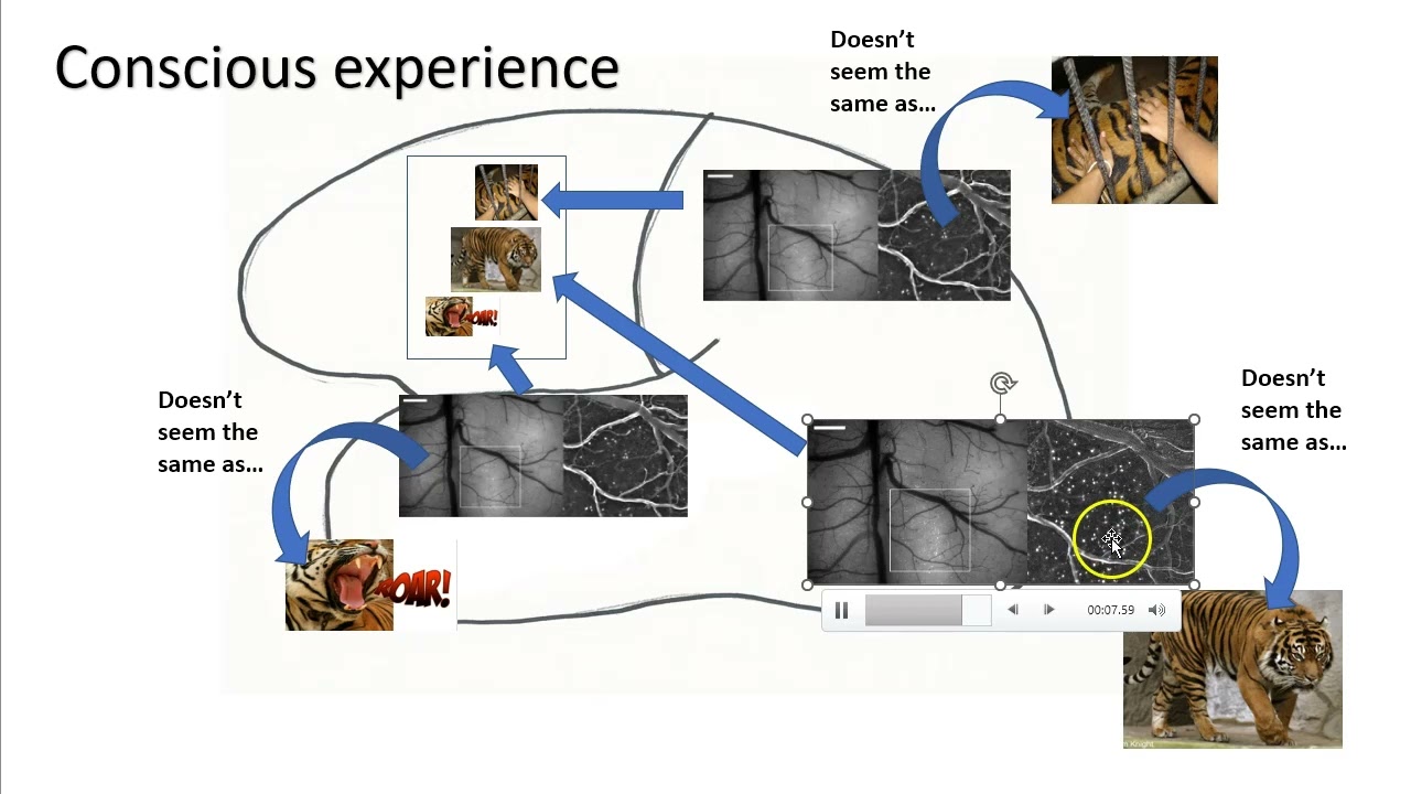 What is Consciousness?
