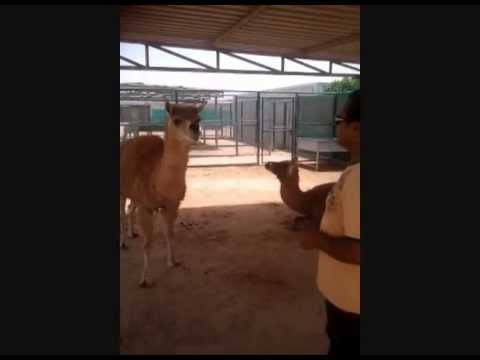 image-How are camels and llamas related? 
