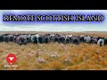 THE WILD SHEEP OF THE MONACH ISLES Farming In The Outer Hebrides Of Scotland