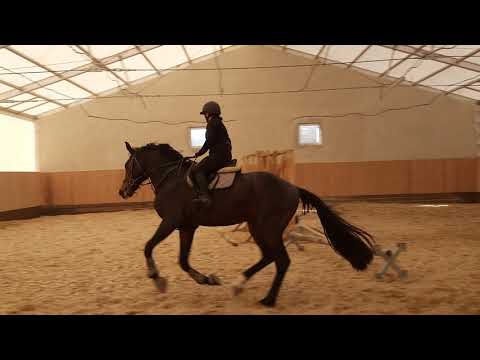 Codarco, holst, stallion, 2017, Cornet Obolensky x Darco