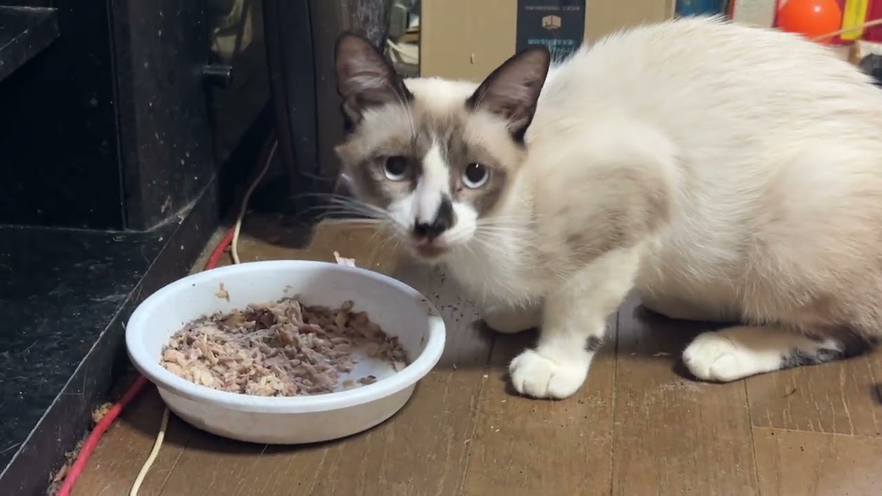 シャム猫のパンダ「サバ缶、美味いぜ」
