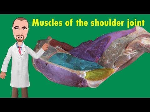 Muscles of the shoulder joint