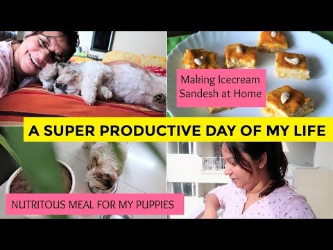 Productive Day Of My Life | Ice Cream Sandesh Recipe | Nutritious Puppy Meal Video
