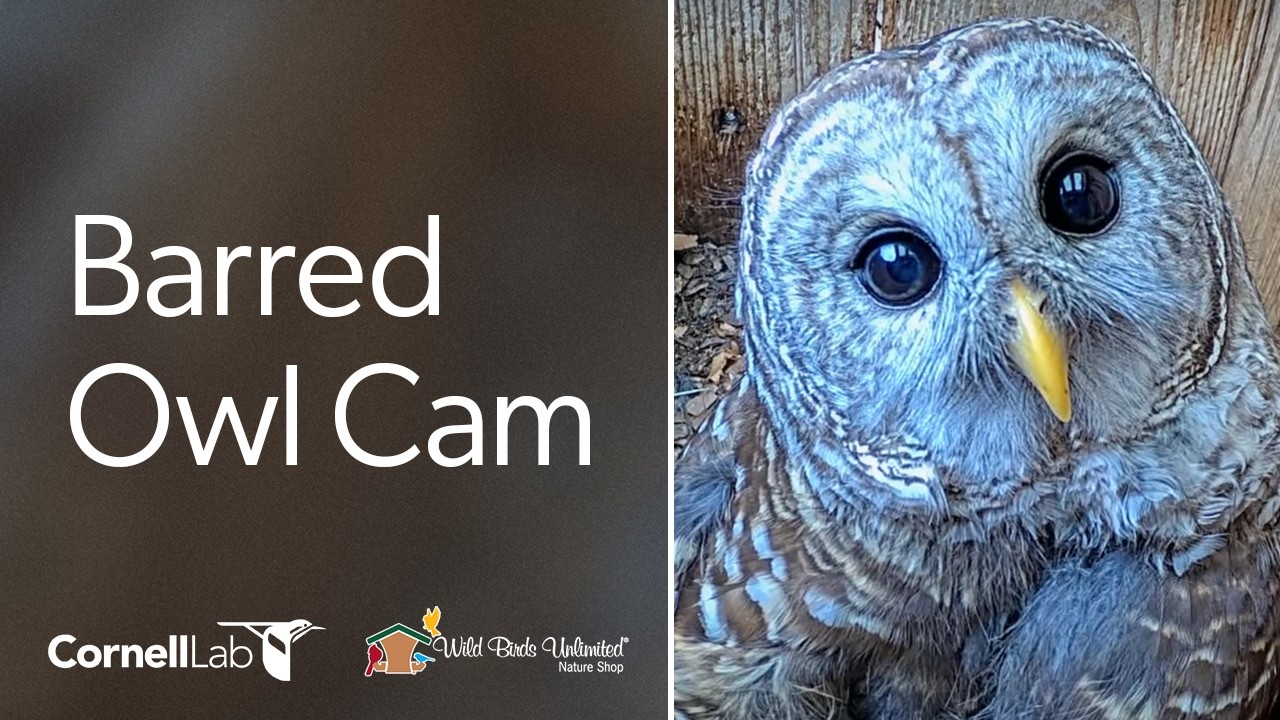 Two Owlets! WBU Barred Owl Cam | Wild Birds Unlimited | Cornell Lab