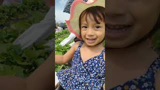go pick strawberries
