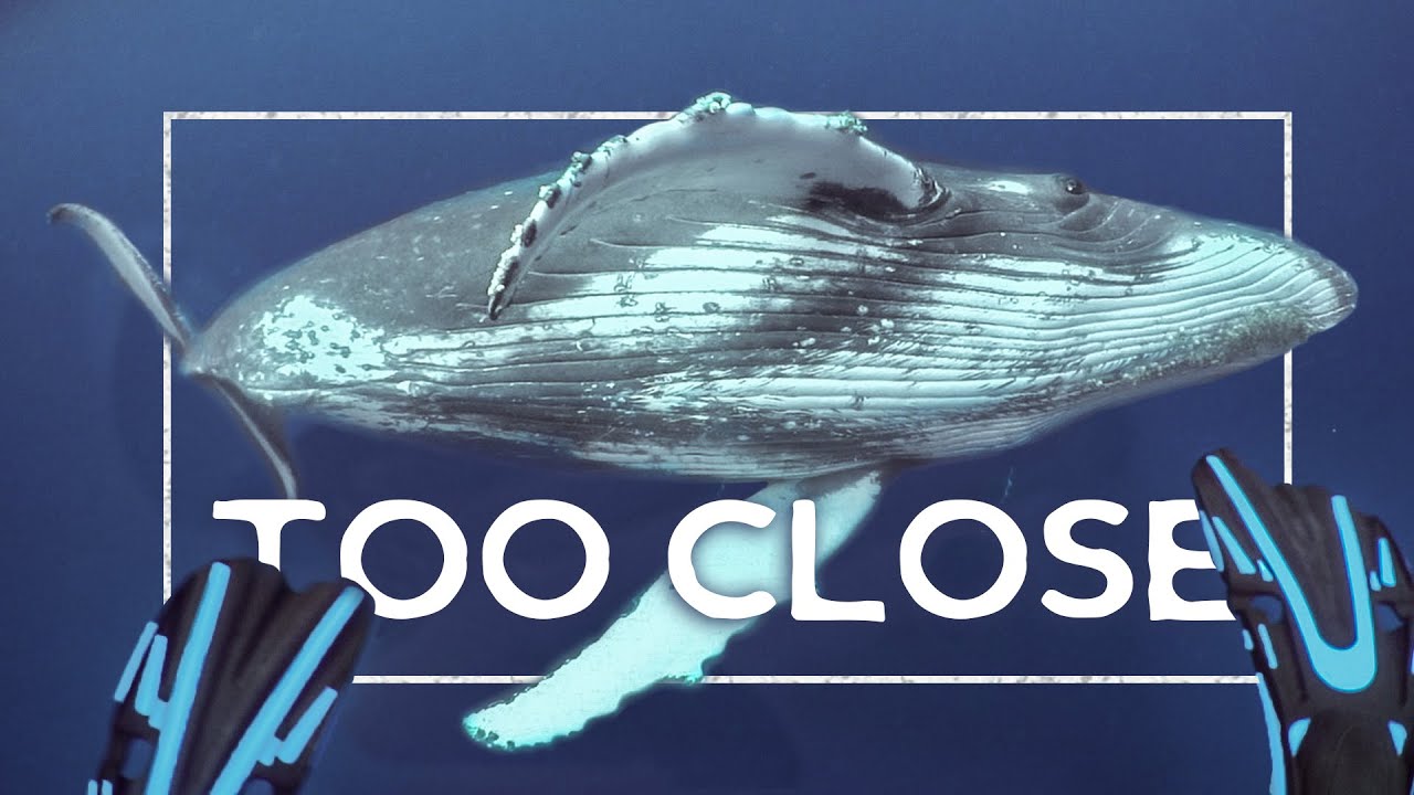 TOO CLOSE FOR COMFORT🐋😳...Crazy humpback whale encounters in Tonga! (Expedition Drenched S1 Ep.11)
