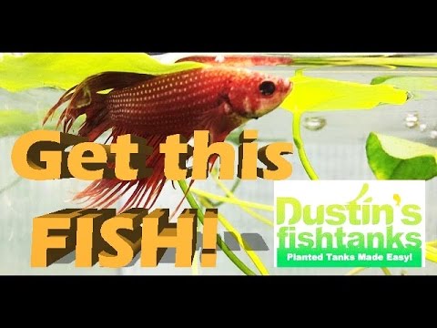 EASY Beginner Aquarium Plant Beginner, EASY Aquarium Fish
