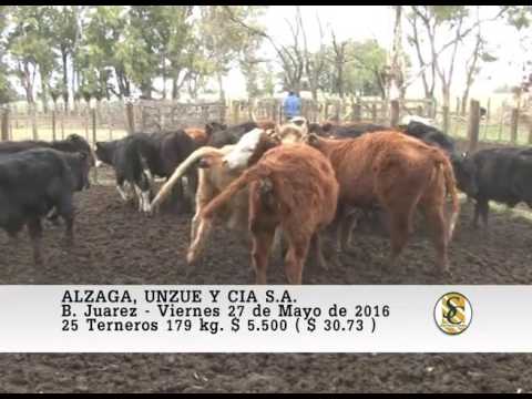 27-05-16 Venta de Machos - Alzaga, Unzue y Cia S.A. - B.Juarez.