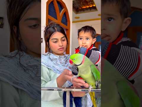 🇮🇳तिरंगा लेने गया तोता 🇮🇳 #Parrot ❤️#training #parrotlover 🥰#video #love #parrots #vilogpigeon