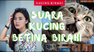 Download lagu panggilan kawin : suara kucing betina birahi membuat kucing jantan ingin kawin mp3