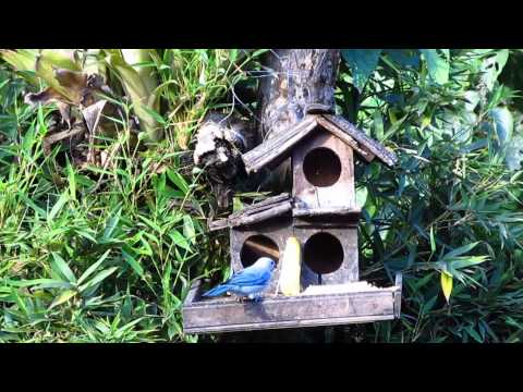 Luzmila Carpio - Presagio de los pajaros