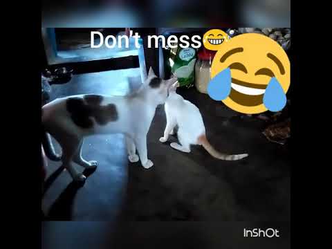 Bade miyaan chhote miyaan|| panga na le|| funny cat fight..