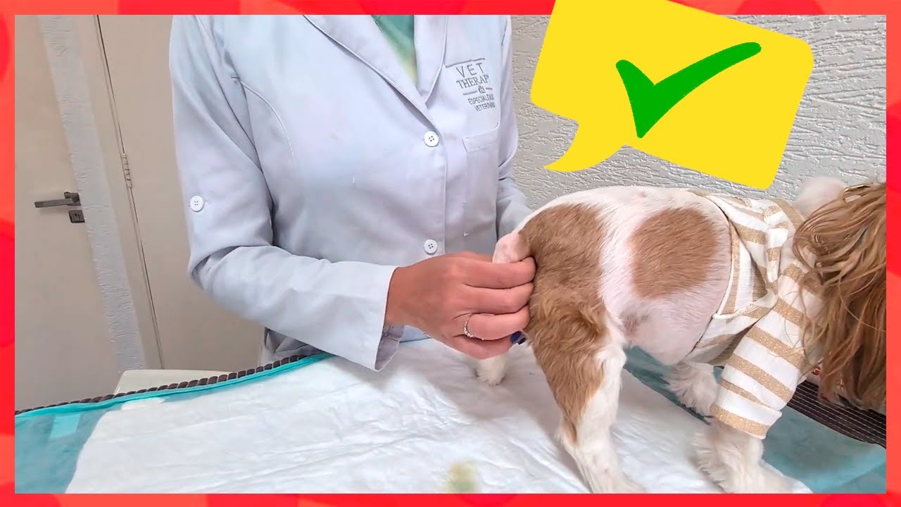 ?? Como esvaziar a bexiga do seu cachorro | com Dra Theresa da VET Therapy