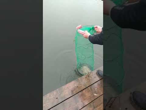 prinde pastrav la Balta Dobresti