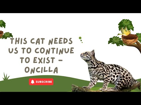 This cat needs you to survive   Oncilla