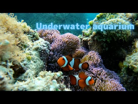 【水中水族館】カクレクマノミ
