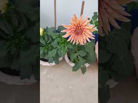 Pradipta's house #funny #comedy #ytshorts #trending #flower #Dahlia