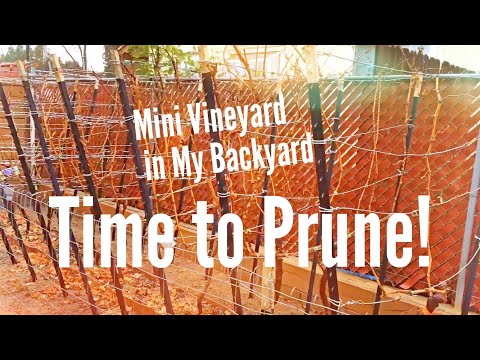 Mini Vineyard in My Backyard: Time to Prune! 01-31-16 (HDEG)