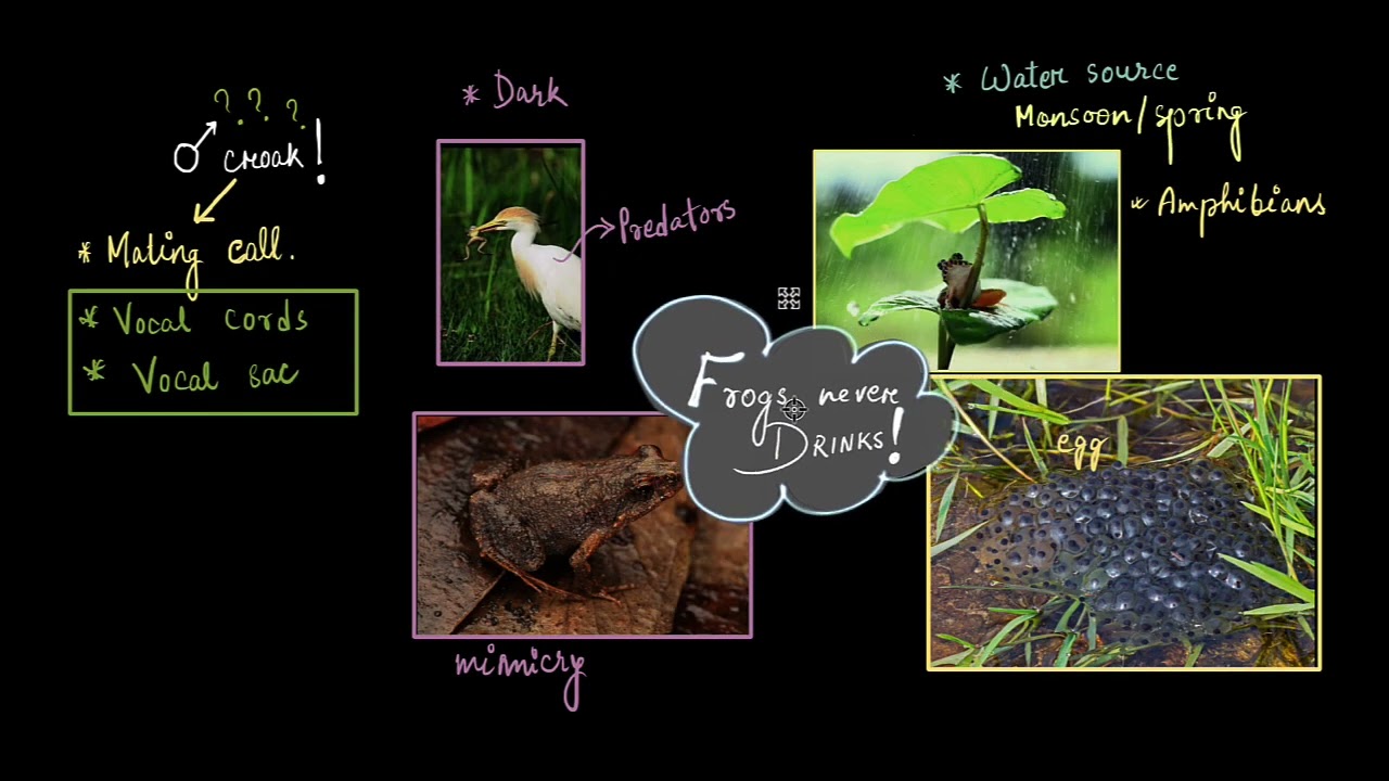 Frog morphology | Structural organisation in animals | Class 11 Biology | Khan Academy