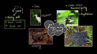 Frog morphology | Structural organisation in animals | Class 11 Biology | Khan Academy