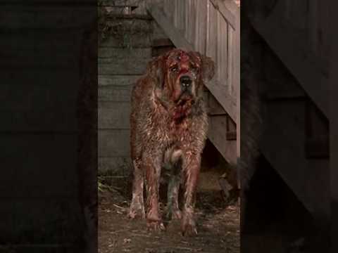 "Waiting to kill" - Cujo (1983) #movie #stephenking #dog