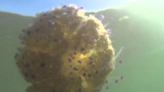 preview picture of video 'Domingo 10 de Agosto 2014: Medusas invaden la playa de los Urrutias en Cartagena'