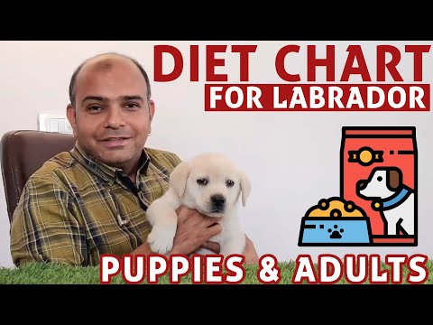 Diet Chart (Labrador Retriever) Full Day of Feeding Puppy & Adult Dog | Pet Food | Baadal Bhandaari