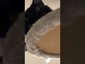 Tux On His Cat Tree