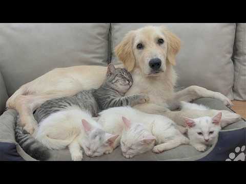 YouTube 썸네일