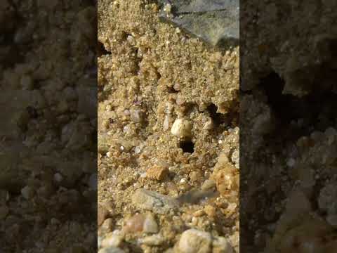 Wildbienen nisten im Boden: Die Nisthilfe, die dein Garten fast nie hat - Gartenexpedition #shorts