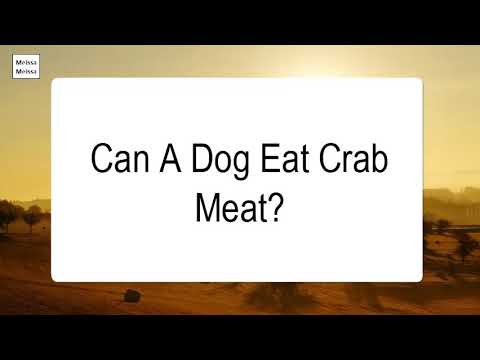 download lagu mp3 mp4 Can Dogs Have Crab Meat, download lagu Can Dogs Have Crab Meat gratis, unduh video klip Can Dogs Have Crab Meat