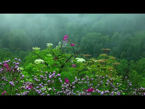Rain Sounds with Tibetan Singing Bowls and Birds chirping  Sleep Music